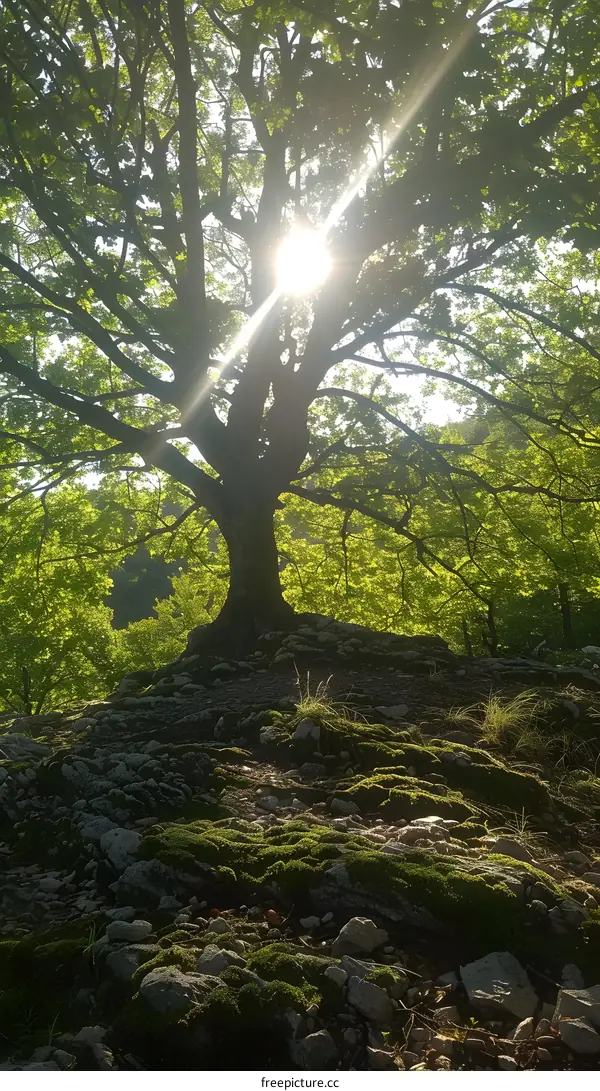 The sun shines through the branches and leaves of a large tree in the forest