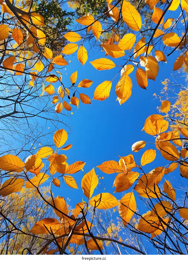 Golden Leaves Against A Blue Sky