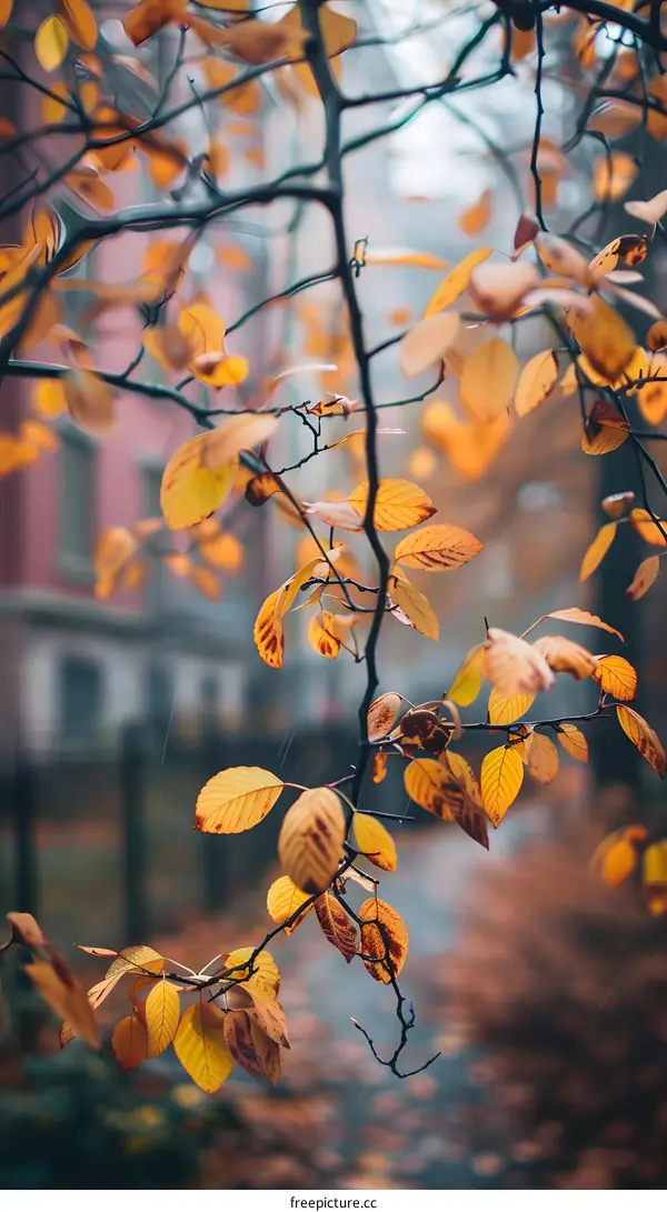 Autumn Leaves on Tree Branch in the Rain