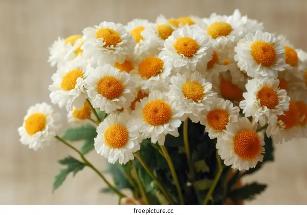 Beautiful Bouquet of White Daisies with Yellow Centers