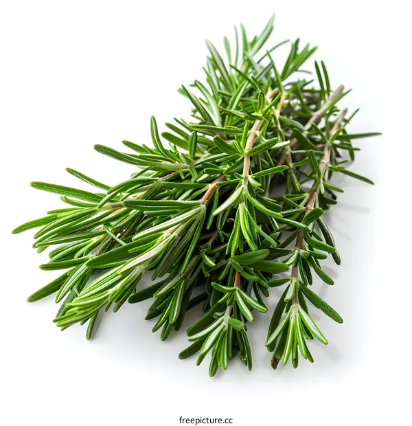 Fresh Rosemary Sprigs on White Background