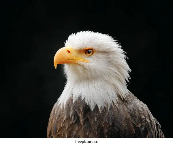 Close-up Portrait of an American Bald Eagle