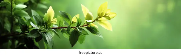 Fresh Spring Branch with Vivid Green and Yellow Leaves