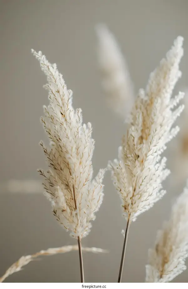 Close Up of White Pampas Grass Against A Beige Background