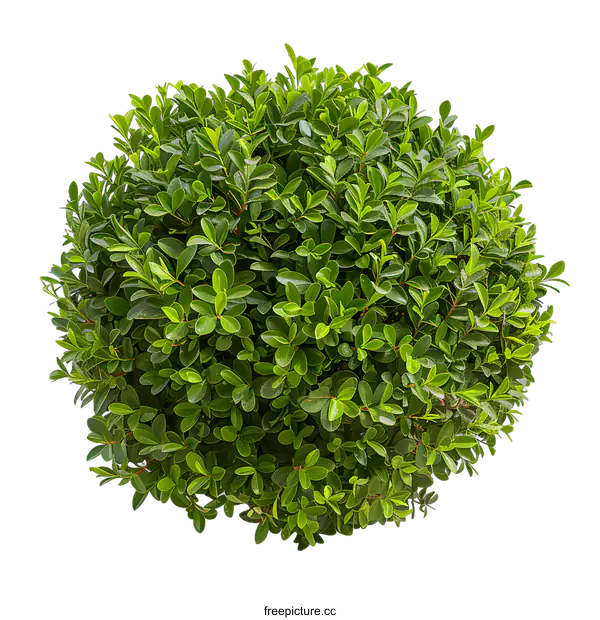 [Transparent Background PNG]Green Bush Top View Isolated on White Background