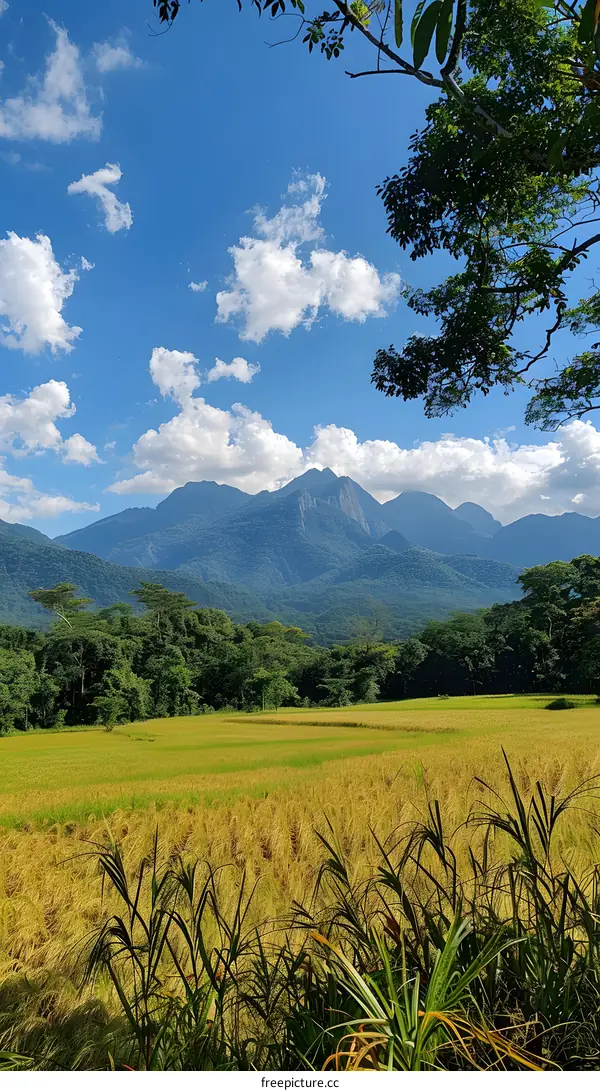 Paddy field with mountains in the background