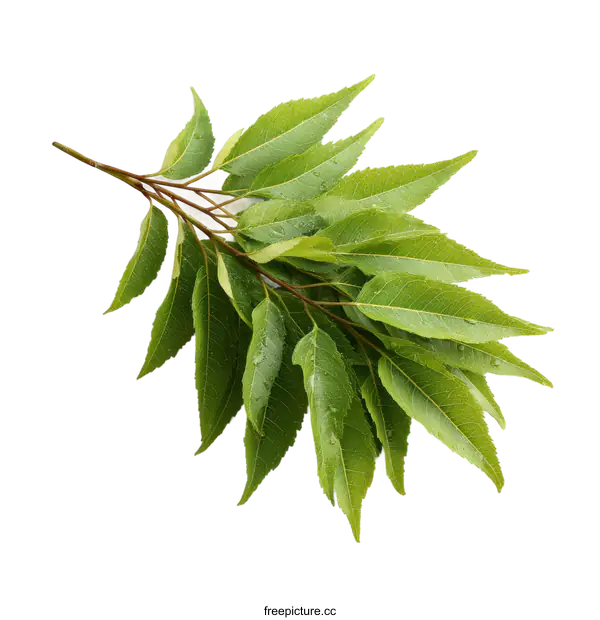 [Transparent Background PNG]Fresh Green Leaves on a Branch