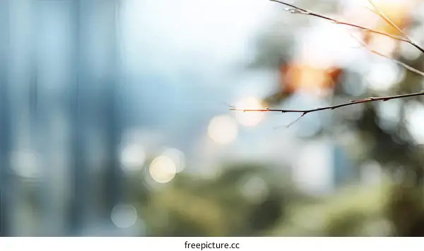 Blurred city view through branches