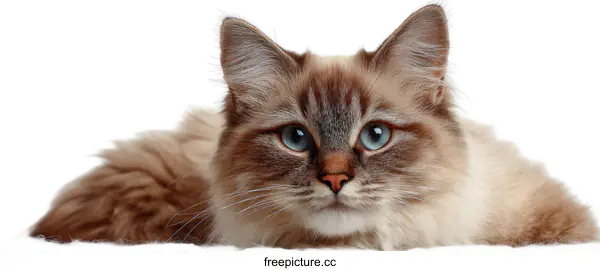 [Transparent Background PNG]Close-up Portrait of a Ragdoll Cat