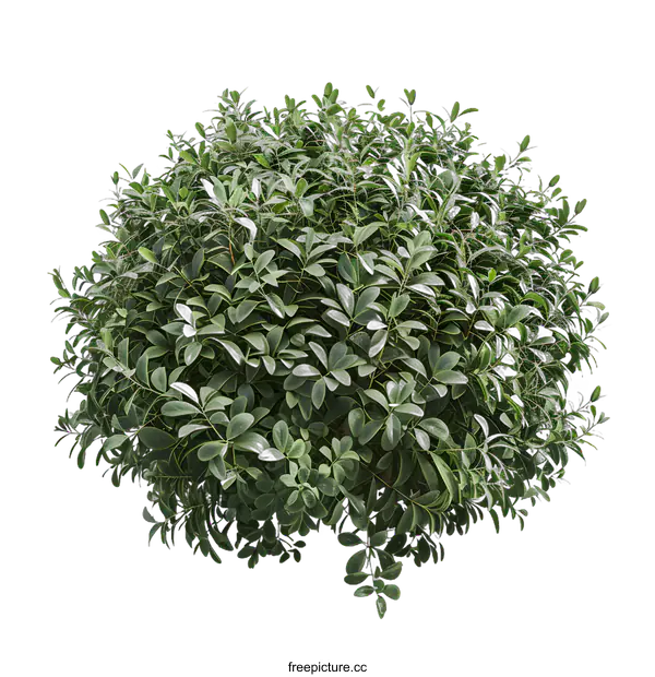 [Transparent Background PNG]Green Bush Isolated on White Background