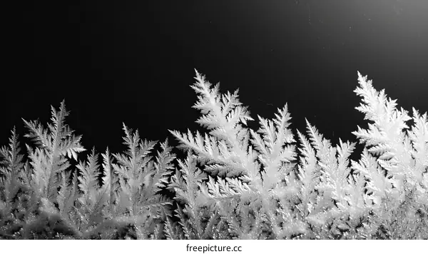 Black and white image of frost on a window