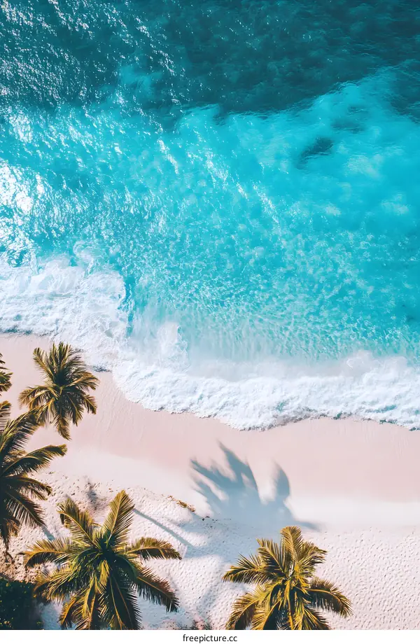 Aerial View of Palm Trees on a Tropical Beach