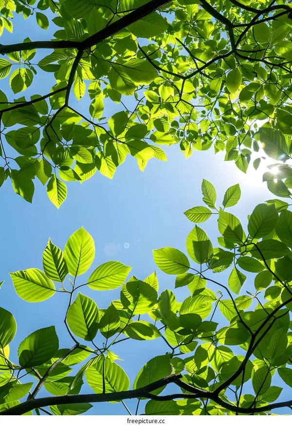 Looking up at the sky through the branches and leaves of a tree