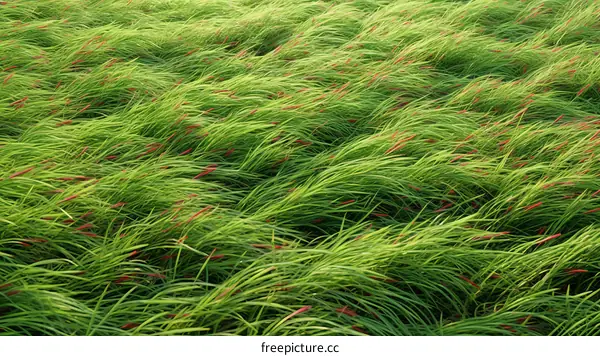 Field of green and red grass blowing in the wind