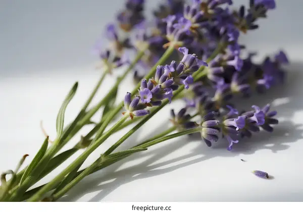 Close-up view of delicate lavender flowers with purple petals