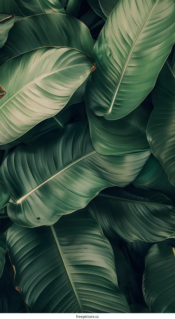 Green Tropical Leaf Background Texture