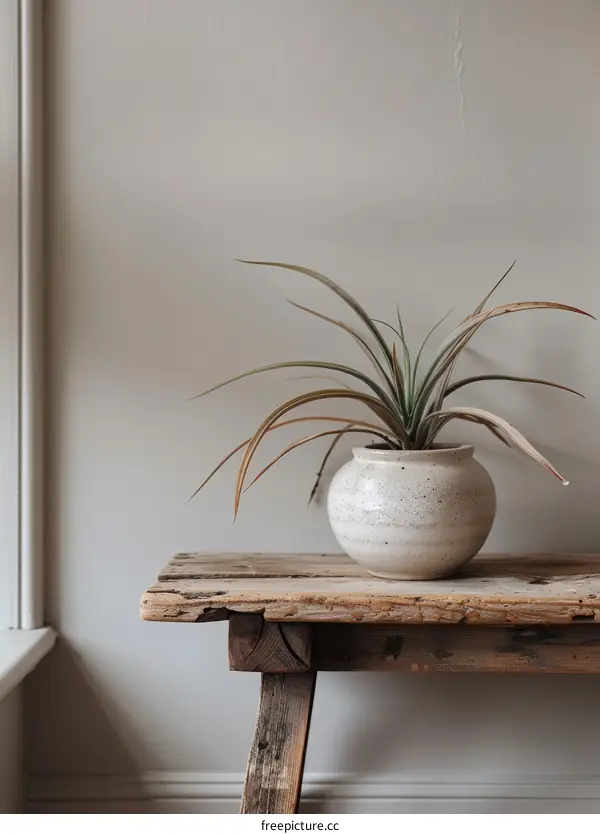 Ceramic Planter and Plant on Wooden Bench