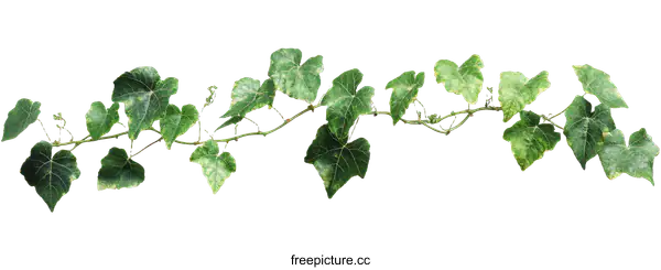 [Transparent Background PNG]Ivy Branch Isolated on White Background