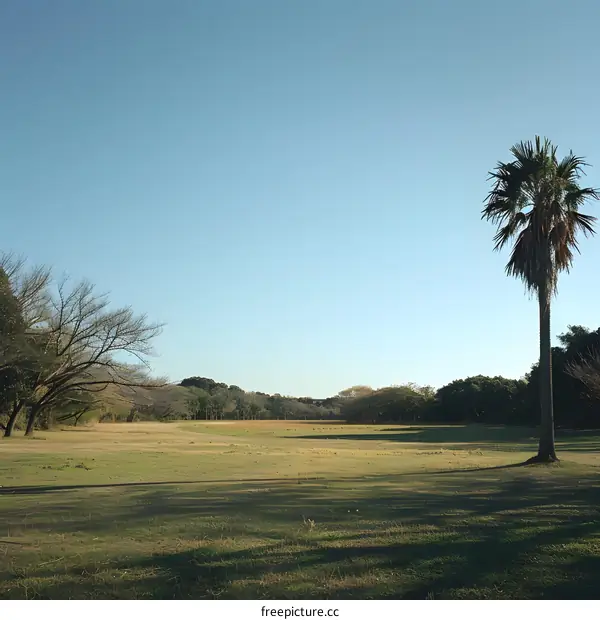 Palm tree in the middle of a grass field on a sunny day