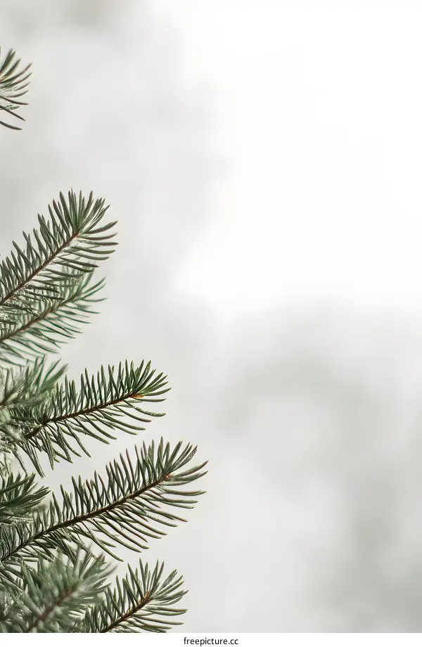 Green Pine Branches on a White Background