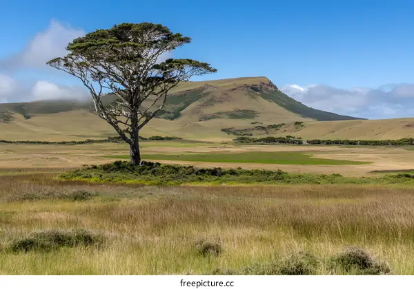Lone Tree in a Vast Grassland Landscape
