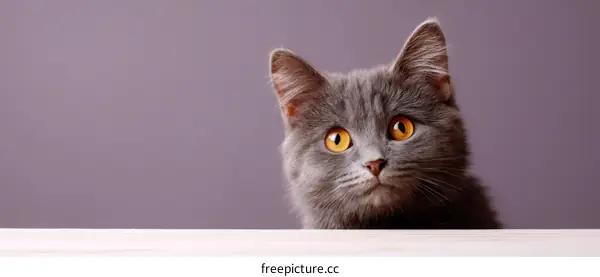 Close-up Grey Cat Looking Curious
