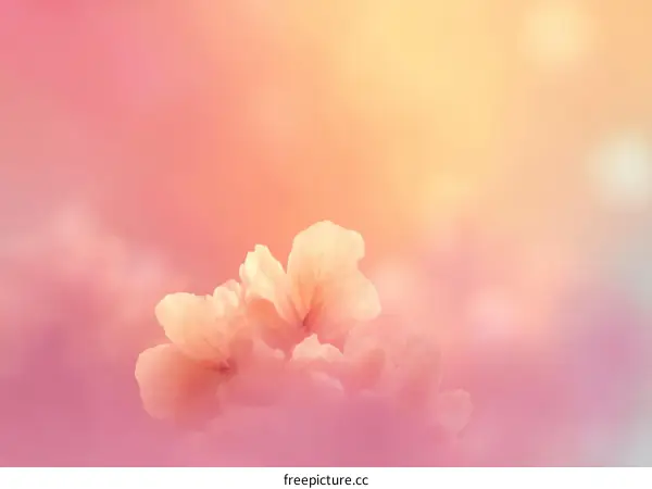 Soft Pastel Flowers in the Sunrise