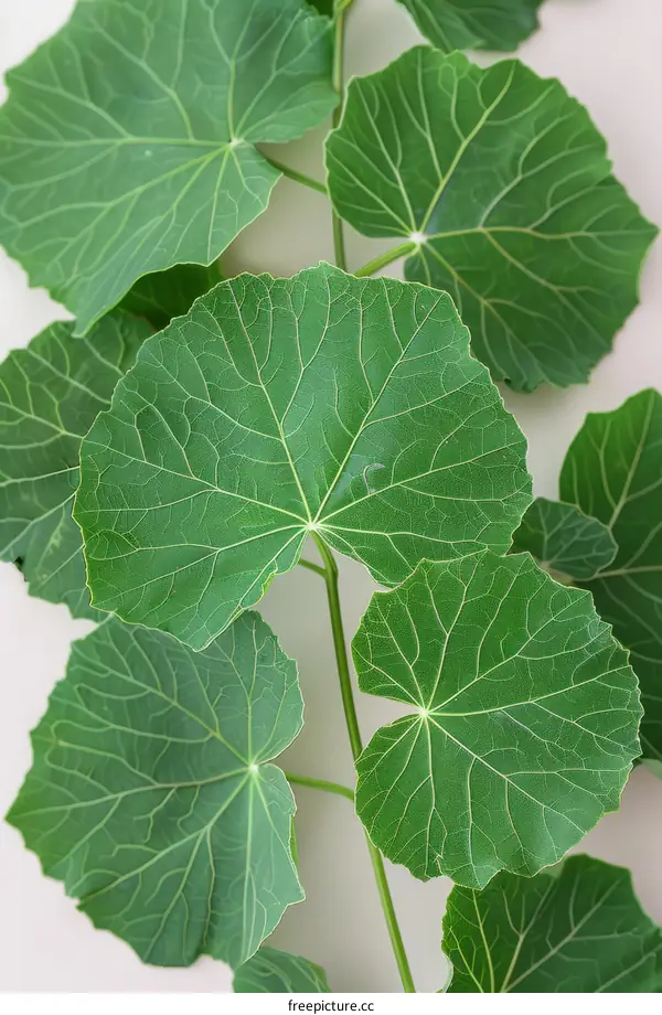 Close-up of green leaves with prominent veins
