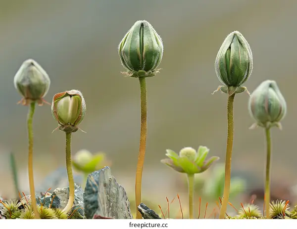 Close Up of Green Flower Buds