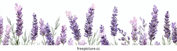 Lavender Flowers Watercolor Illustration Background