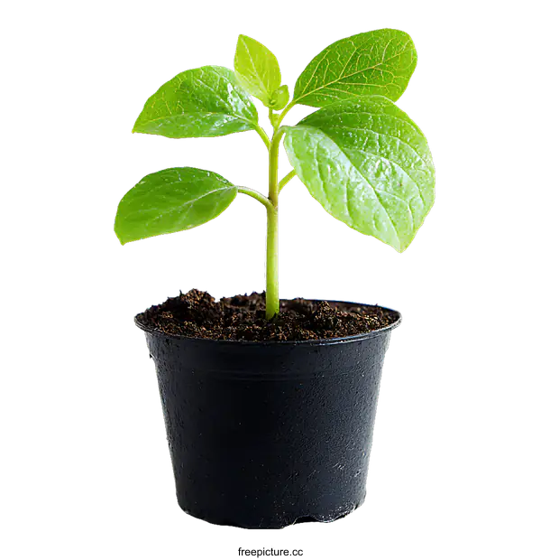 [Transparent Background PNG]Small Plant in Pot Against White Background