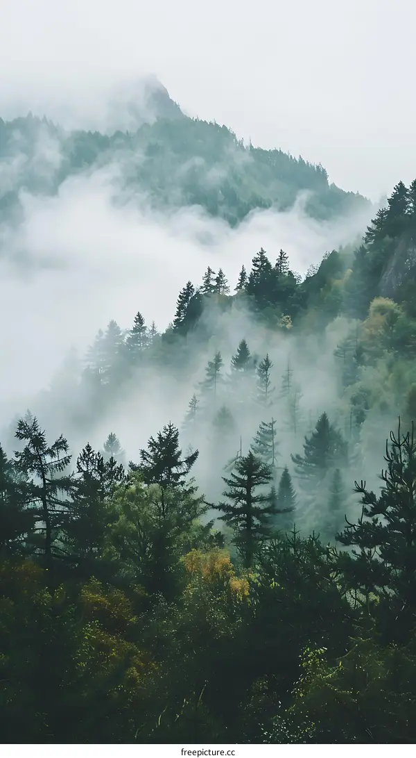 Misty Mountain Forest Landscape Photography