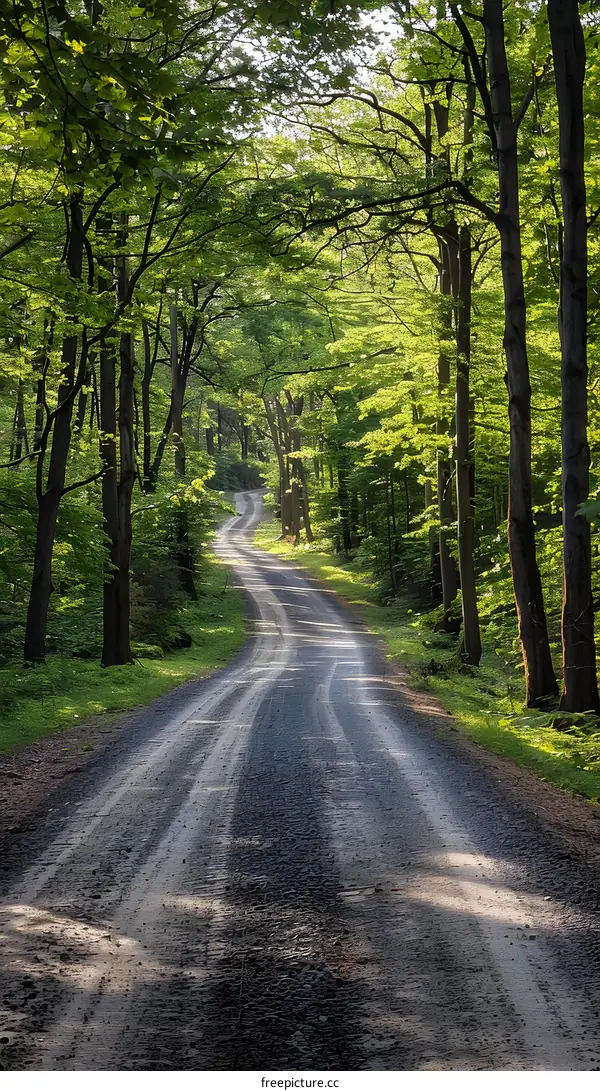 The road through the spring forest