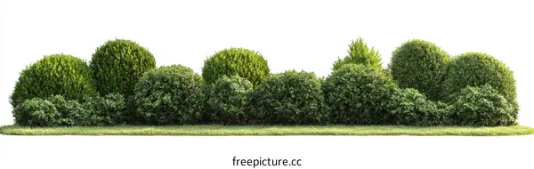 Landscaping Design with Lush Greenery