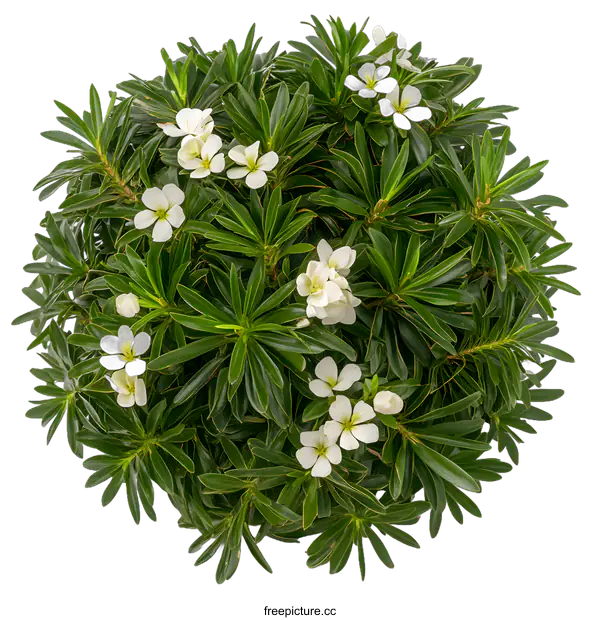 [Transparent Background PNG]White Flowers Green Leaves Plant