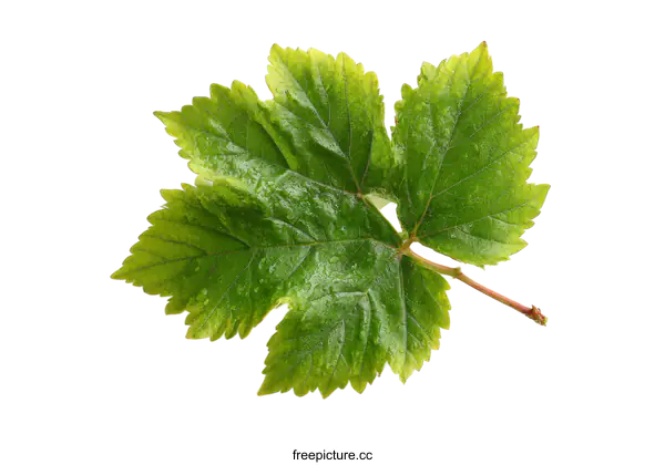 [Transparent Background PNG]Close-up of a Fresh Grape Leaf