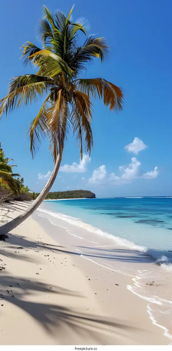 Caribbean Beach Paradise with Palm Tree