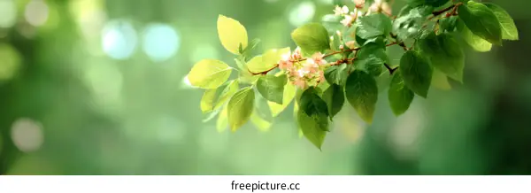Fresh Spring Leaves and Blossoms in Nature