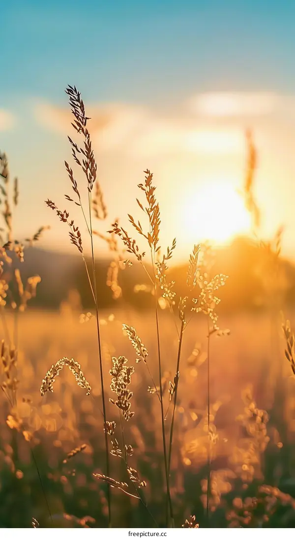 Field of wheat at sunset