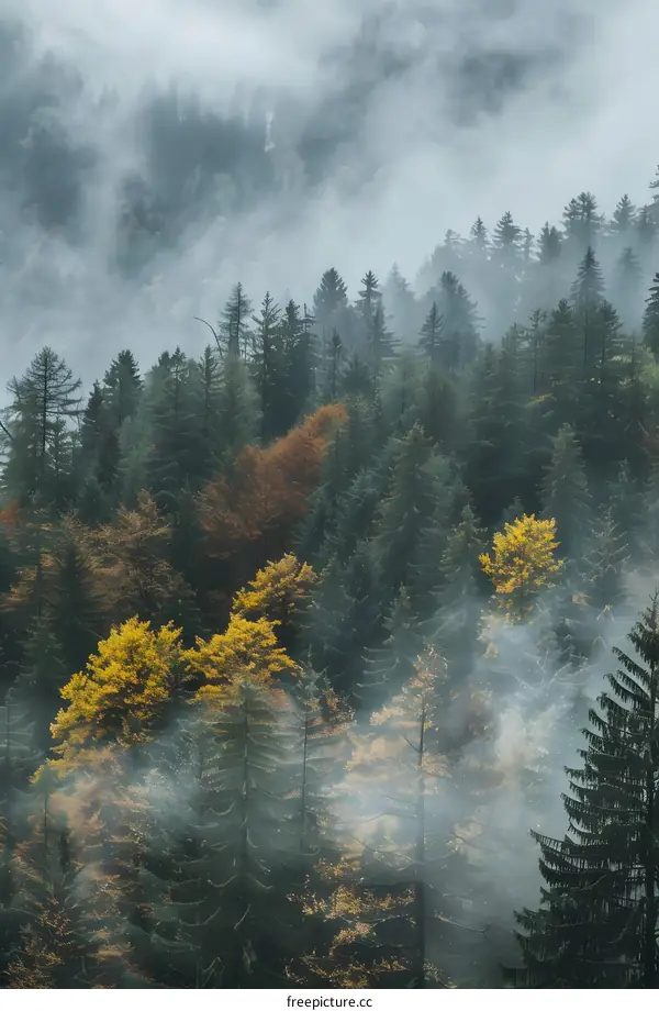 Misty Forest in Autumn with Yellow Leaves