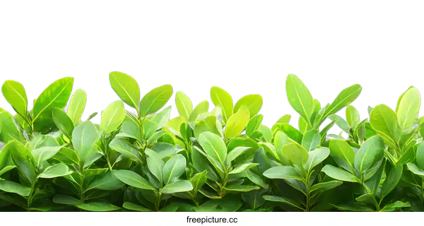 [Transparent Background PNG]Green Leaves on White Background Border