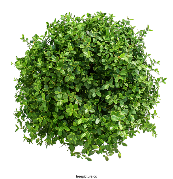 [Transparent Background PNG]Green Bush Top View Isolated on White Background