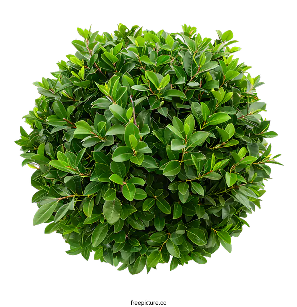 [Transparent Background PNG]Green Bush with Lush Foliage Isolated on White Background