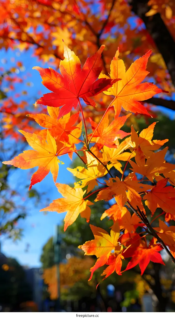 red and yellow maple leaves in autumn