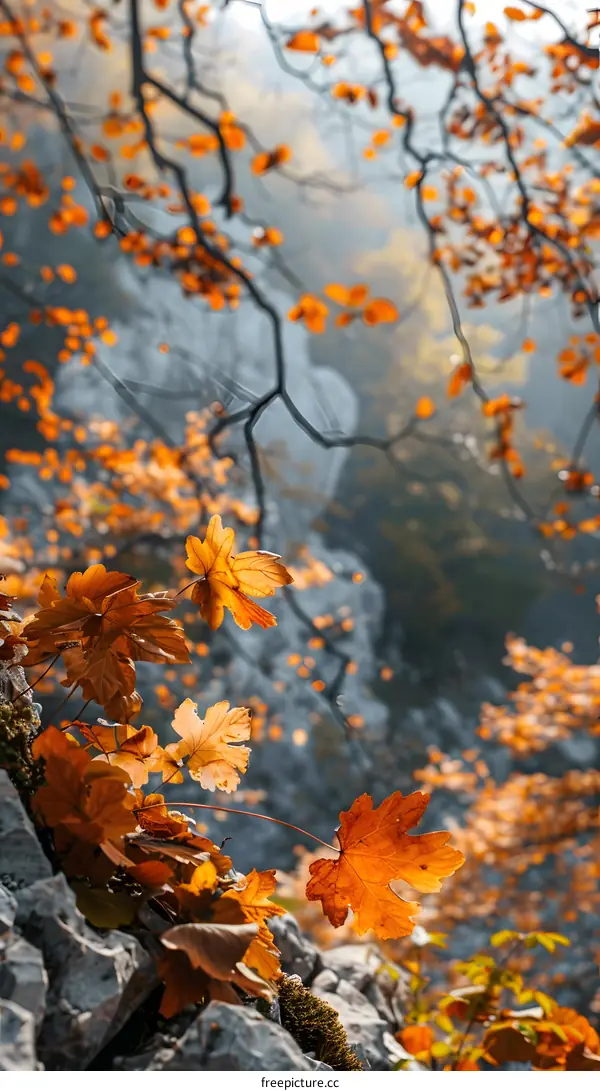 Autumn Leaves on Rocky Ground