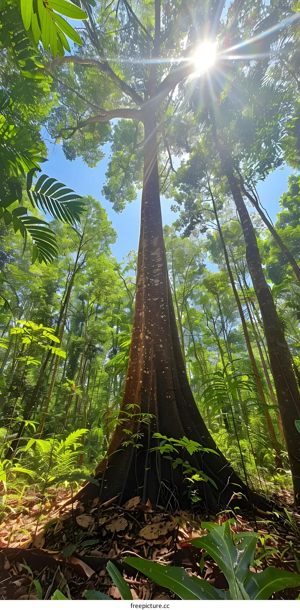 Sunlight Through the Rainforest Canopy