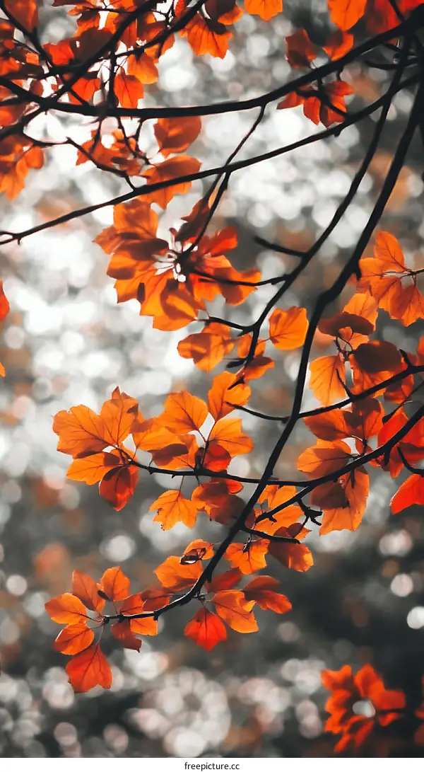 Orange Leaves On Branch Against Blurred Background