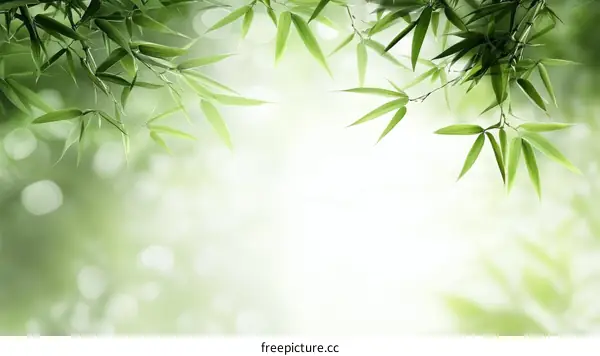 Fresh Bamboo Leaves in Soft Sunlight