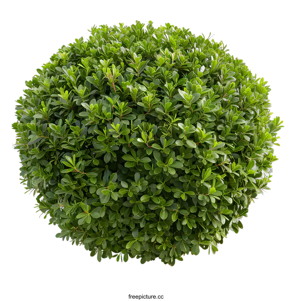 [Transparent Background PNG]Green Bush with Round Shape Isolated on White Background
