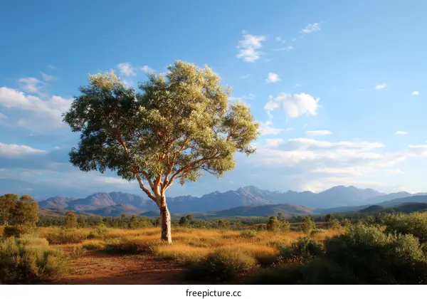 Lonely Tree Amidst Vast Mountain Range